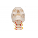 model ludzkiej czaszki z odcinkiem kręgosłupa szyjnego, 4 części - 3b smart anatomy kat. 1020160 a20/1 3b scientific modele anatomiczne 9